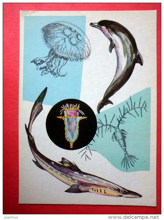 Bottlenose dolphin - crustacean Acartia - Spiny dogfish - Marine Life - 1979 - Russia USSR - unused - JH Postcards