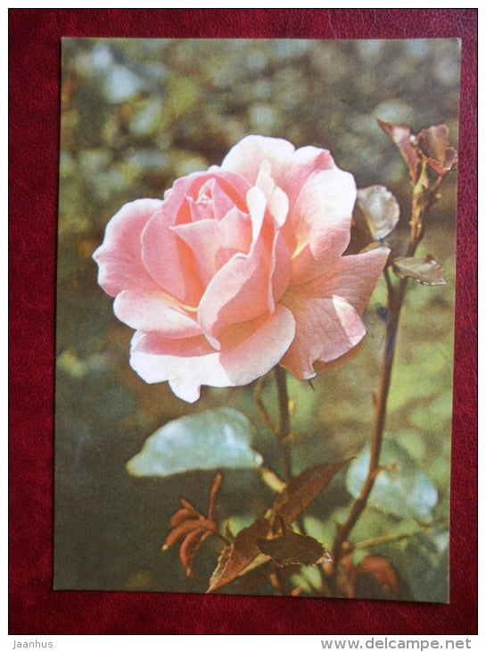 Greeting card - pink rose - flowers - 1981 - Estonia USSR - used - JH Postcards