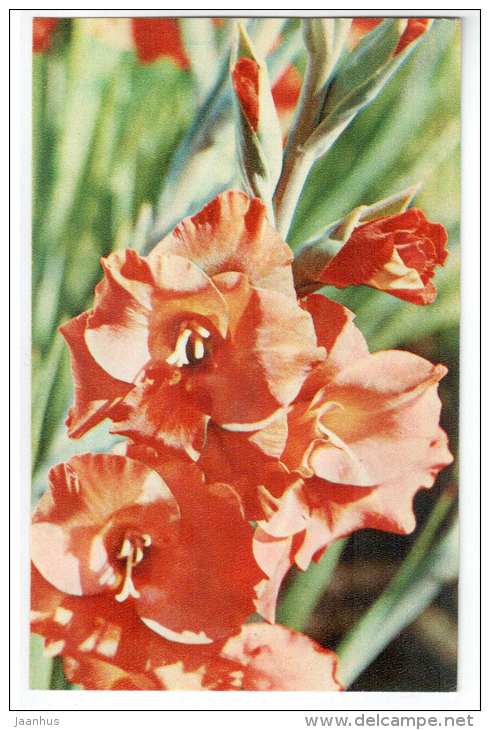 Bumble Buggy - gladiolus - flowers - 1972 - Russia USSR - unused - JH Postcards