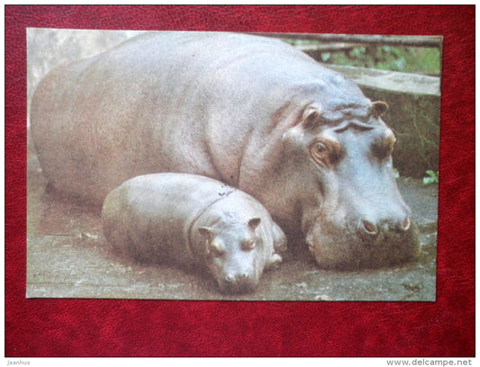 hippopotamus - Riga Zoo - 1980 - Latvia USSR - unused - JH Postcards