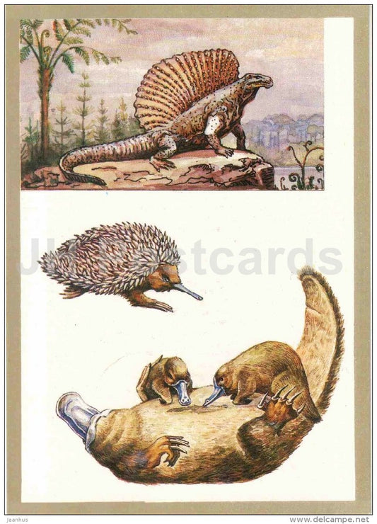 Echidna - Platypus - Edaphosauridae - Protected Animals and Plants - 1983 - Russia USSR - unused - JH Postcards