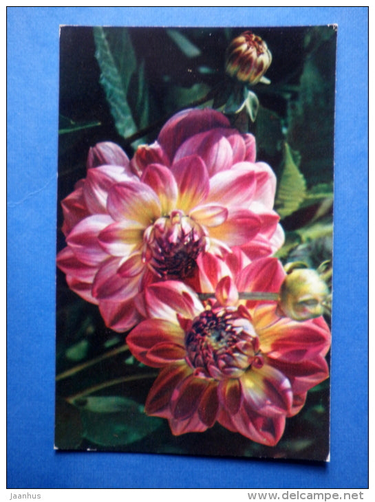 Peacock eye - dahlia - flowers - 1974 - Russia USSR - unused - JH Postcards