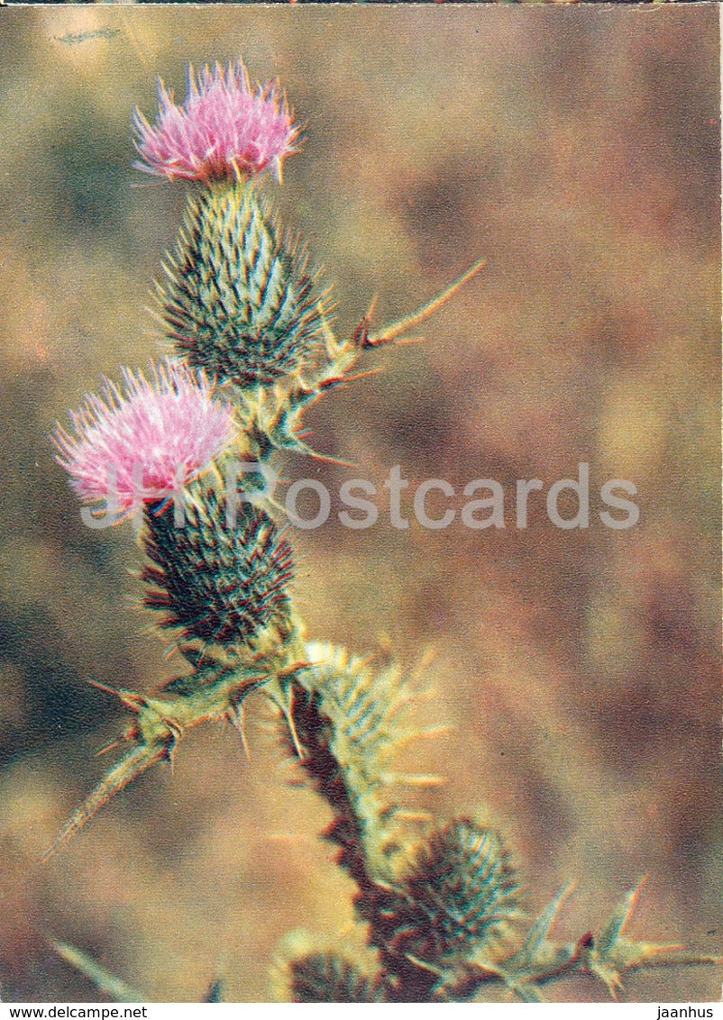 Spear Thistle - Cirsium vulgare - Wild Flowers - 1971 - Russia USSR - unused - JH Postcards