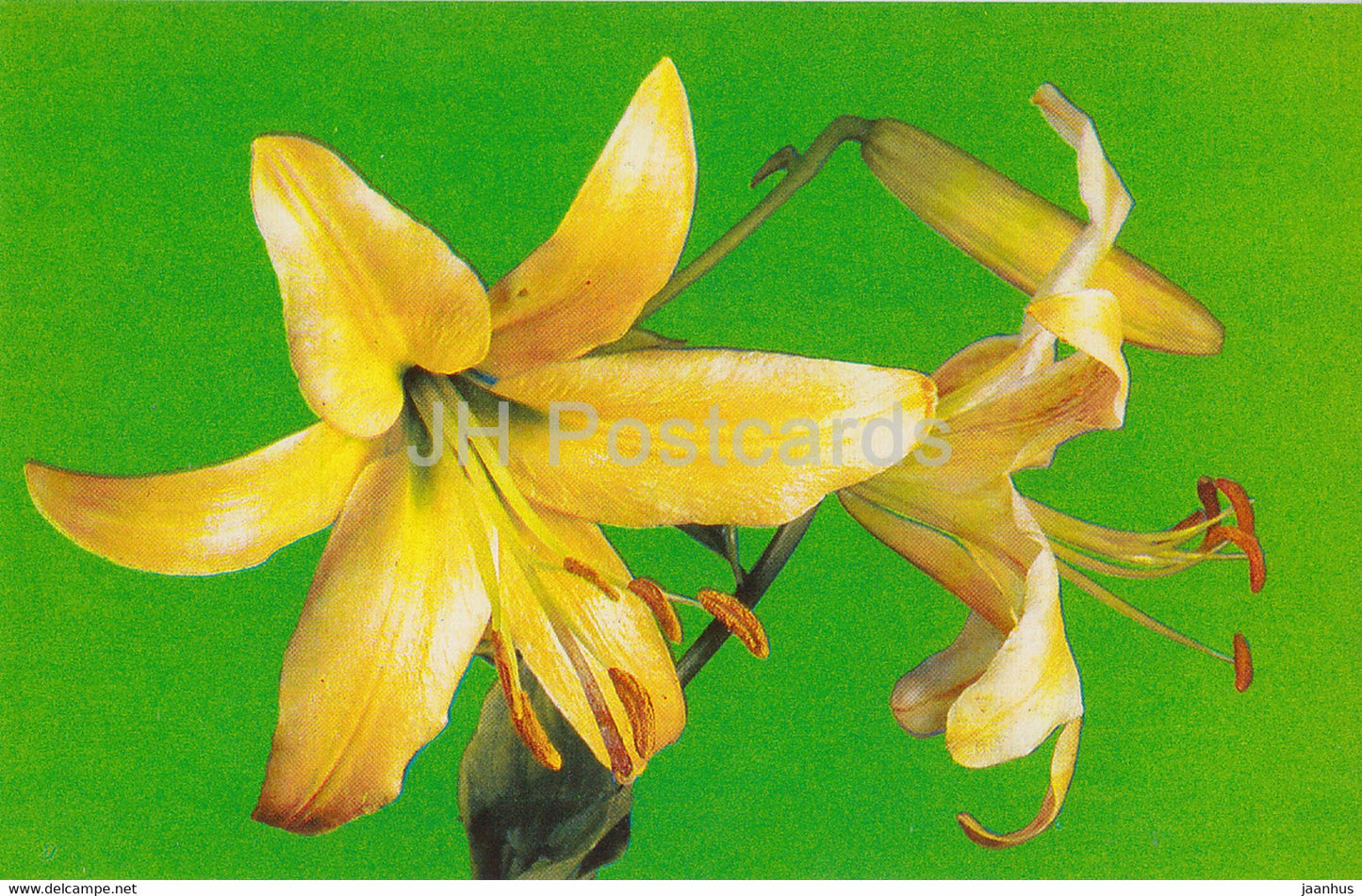 Thunderbolt - lily - flowers - 1981 - Russia USSR - unused - JH Postcards