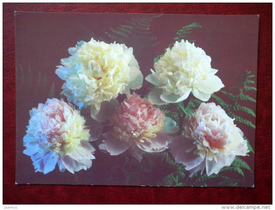 Greeting Card - peonies - flowers - 1988 - Russia USSR - used - JH Postcards