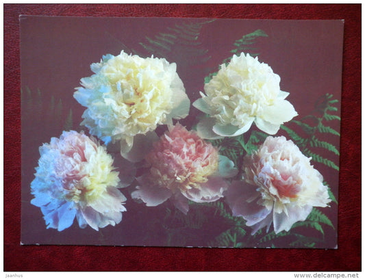 Greeting Card - peonies - flowers - 1988 - Russia USSR - used - JH Postcards