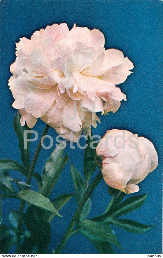 In memory of Gagarin - Peonies - flowers - 1977 - Russia USSR - unused - JH Postcards