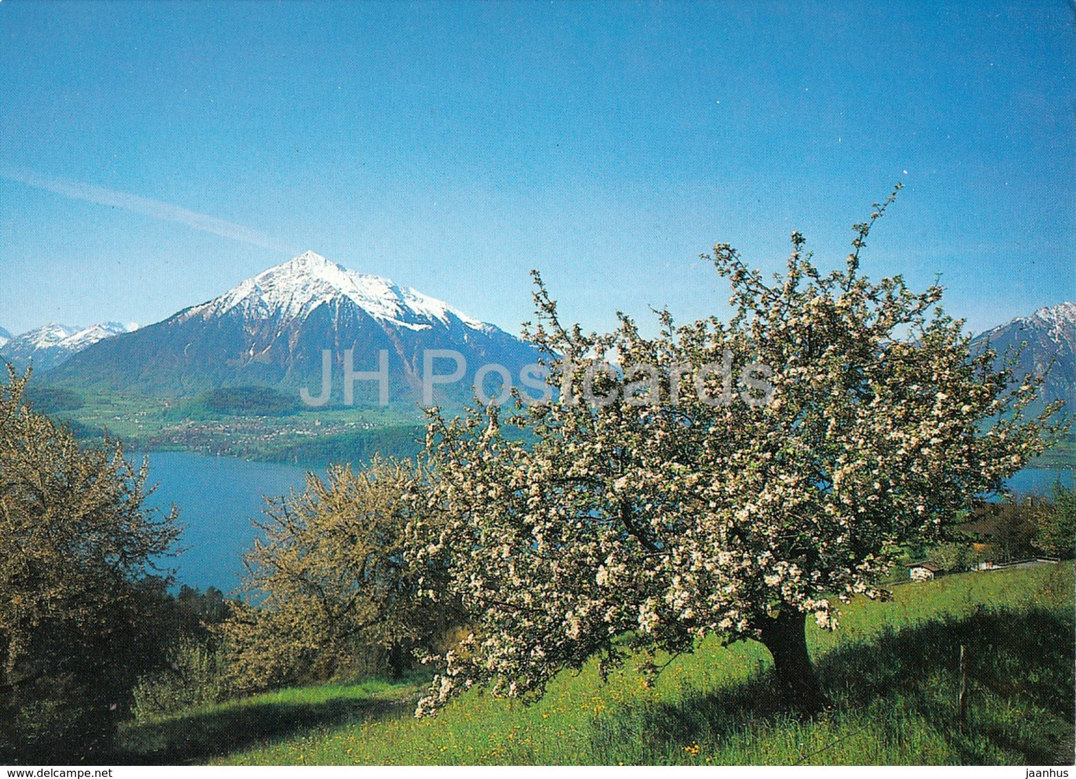 Berner Oberland - Thunersee mit Niesen 2365 m - 1981 - Switzerland - used - JH Postcards