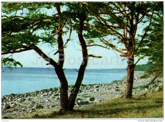 seashore near Tuja - pine trees - Vidzeme seaside views - Latvia USSR - unused - JH Postcards