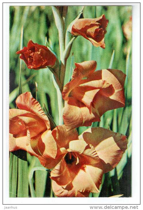 Hybrid GBS - gladiolus - flowers - 1972 - Russia USSR - unused - JH Postcards