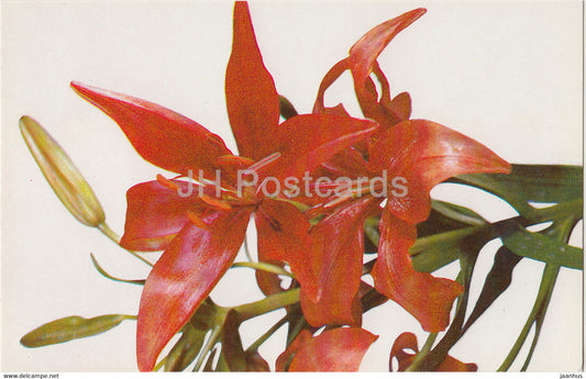 Red Tiger - lily - flowers - 1981 - Russia USSR - unused - JH Postcards