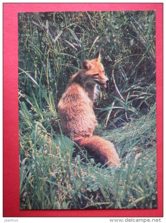 Fox - animals - 1983 - Russia USSR - unused - JH Postcards