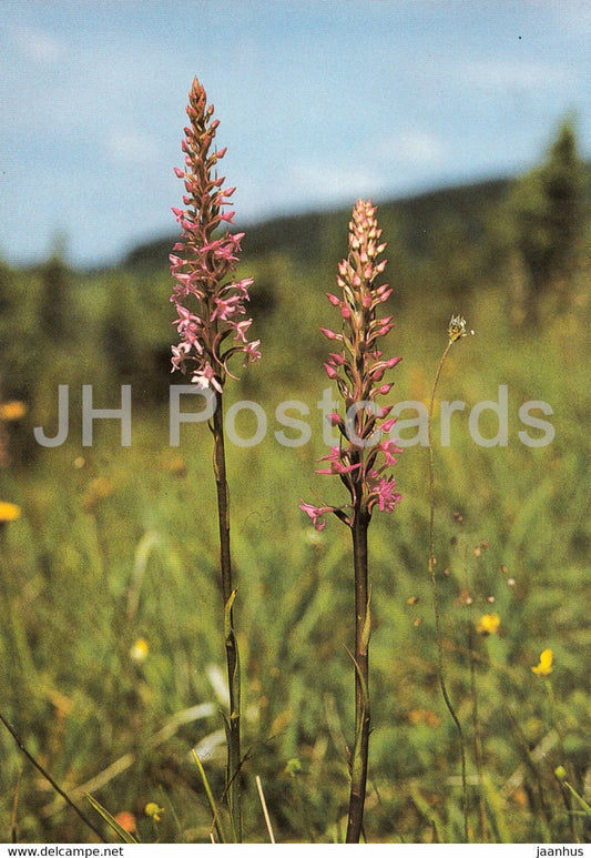 Fragrant orchid - Gymnadenia conopsea - Geschutzte Pflanzen - Protected plants - DDR Germany - unused - JH Postcards