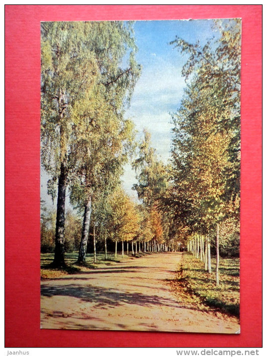 Birch Alley - Pavlovsk - 1965 - Russia USSR - unused - JH Postcards