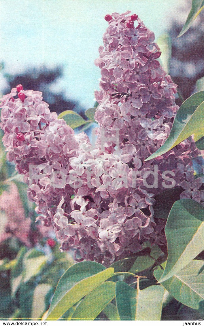 Jacques Callot - Lilac - Flowers - 1973 - Russia USSR - unused - JH Postcards