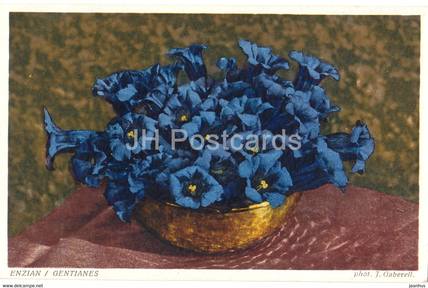 Enzian - Gentianes - flowers - J. Gaberell - old postcard - Switzerland - used - JH Postcards