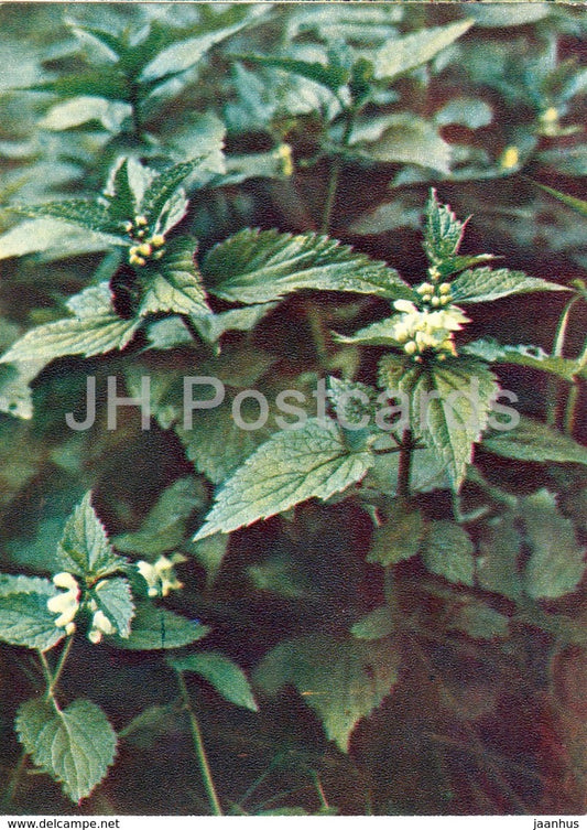 White dead-nettle - Lamium album - Wild Flowers - 1971 - Russia USSR - unused - JH Postcards