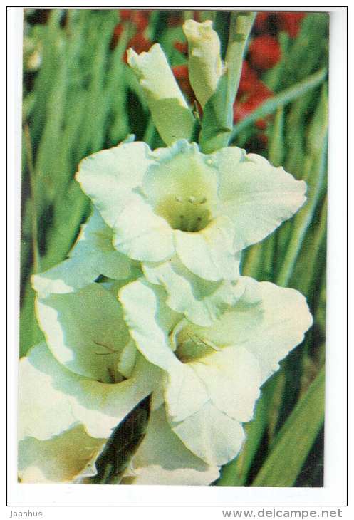 White Gladiolus - gladiolus - flowers - 1972 - Russia USSR - unused - JH Postcards