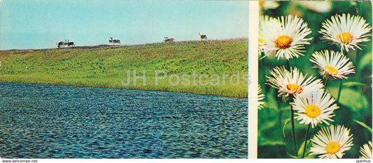 Fleabane - plants - reindeer - Tundra in bloom - 1973 - Russia USSR - unused - JH Postcards