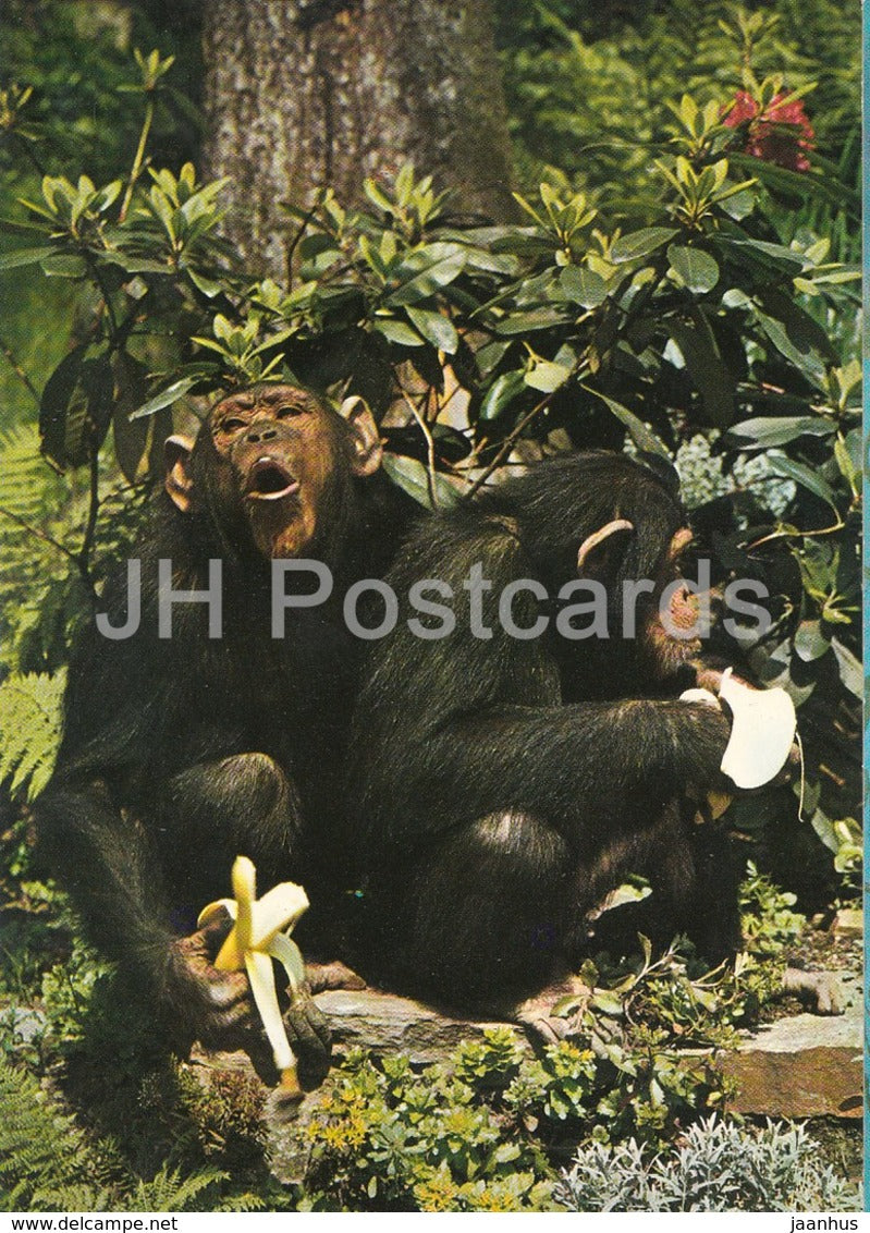 Chimpanzee - monkey - Zoo - Czechoslovakia - Czech Republic - unused - JH Postcards