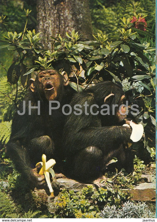 Chimpanzee - monkey - Zoo - Czechoslovakia - Czech Republic - unused - JH Postcards