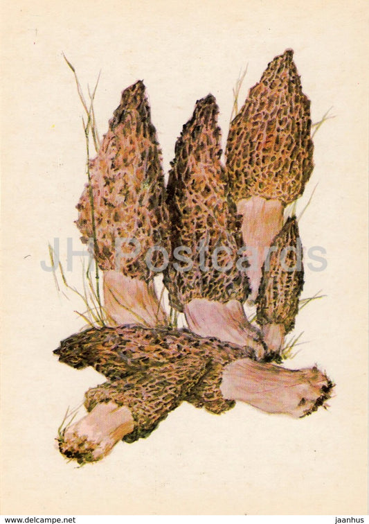 Black morel Mushroom - Morchella conica - illustration by A. Shipilenko - Mushrooms - 1976 - Russia USSR - unused - JH Postcards