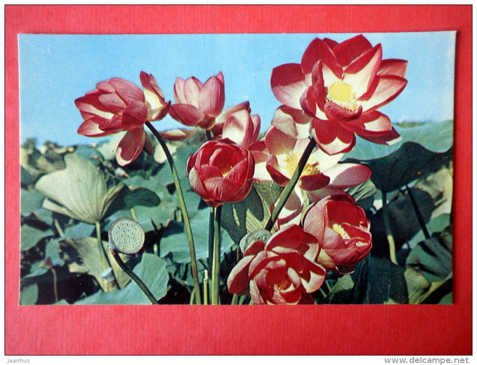 Astrakhan State Reserve - Lotus flower - delta of Volga river - 1969 - USSR Russia - unused - JH Postcards