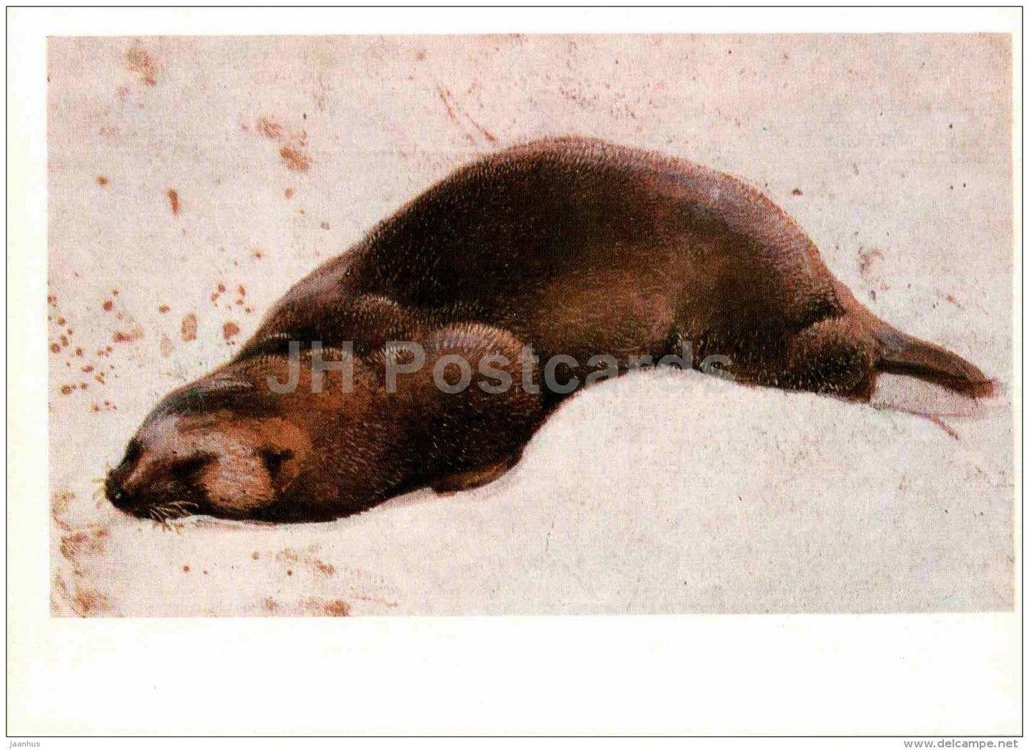 painting by Vasily Vatagin - Sea otter - Enhydra lutris - Russian art - 1978 - Russia USSR - unused - JH Postcards