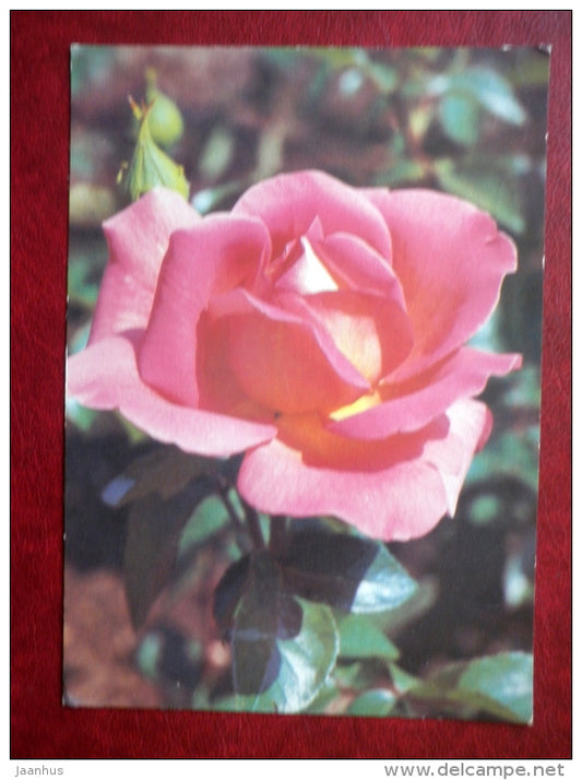 Greeting Card - red rose - Geil Borden - flowers - 1988 - Russia USSR - used - JH Postcards