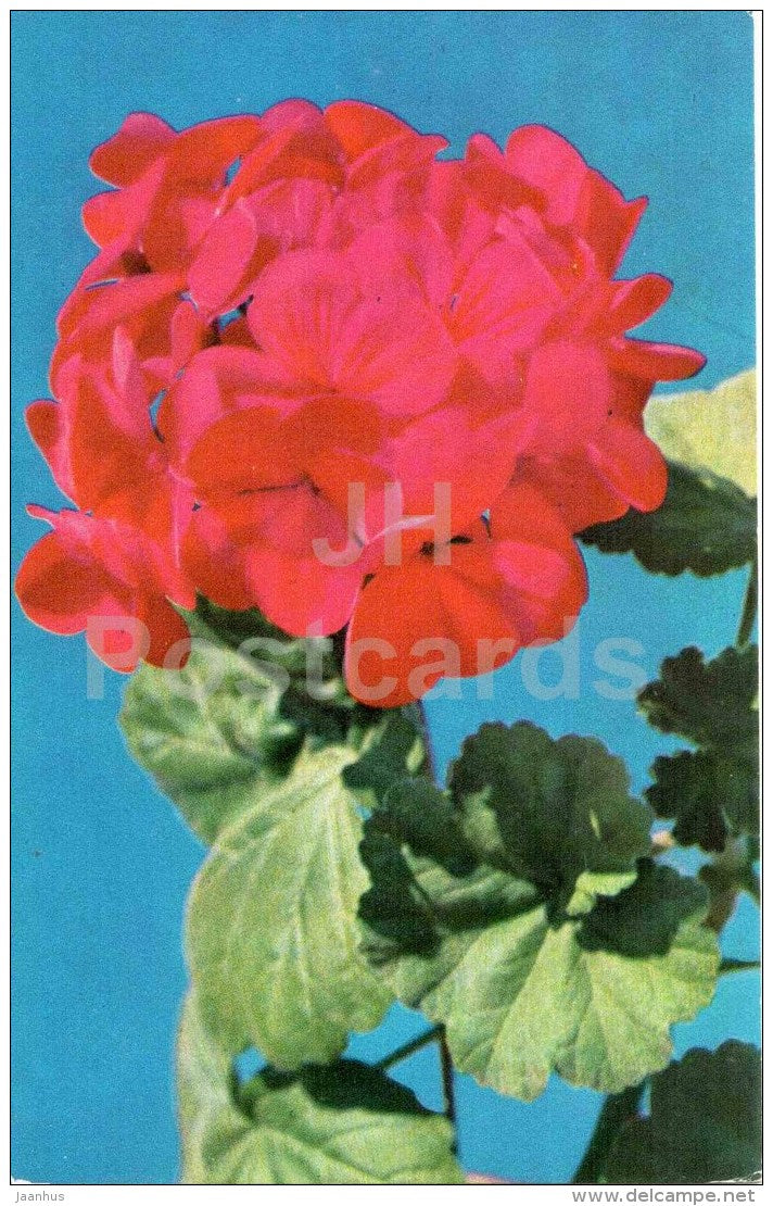 Zonal Pelargonium - flowers - 1973 - Russia USSR - unused - JH Postcards