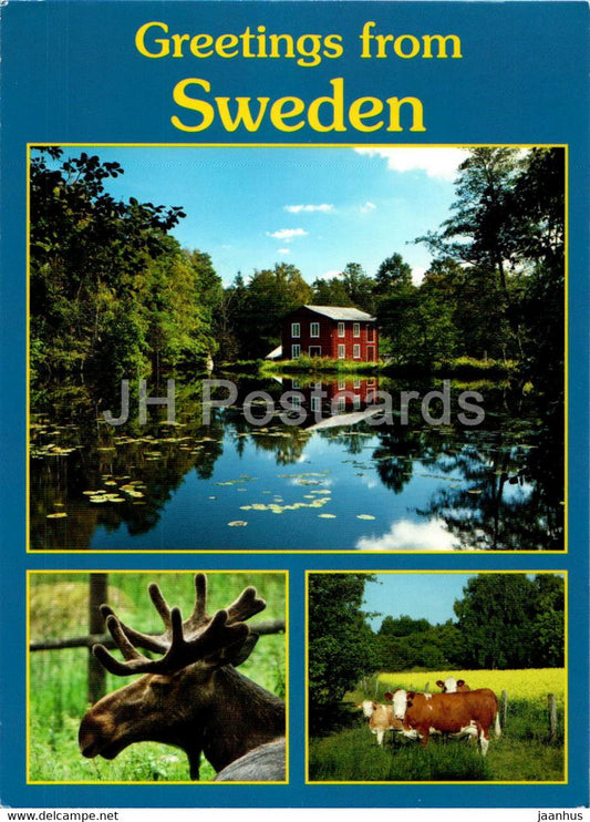 Greetings from Sweden - animals - moose - elk - multiview - 8086 - Sweden - used - JH Postcards