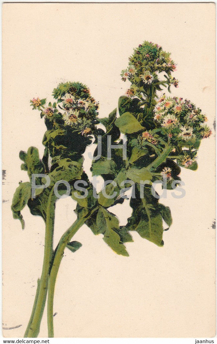 plants - flowers - Photo Kunstdruck 431 - old postcard - 1907 - used - JH Postcards