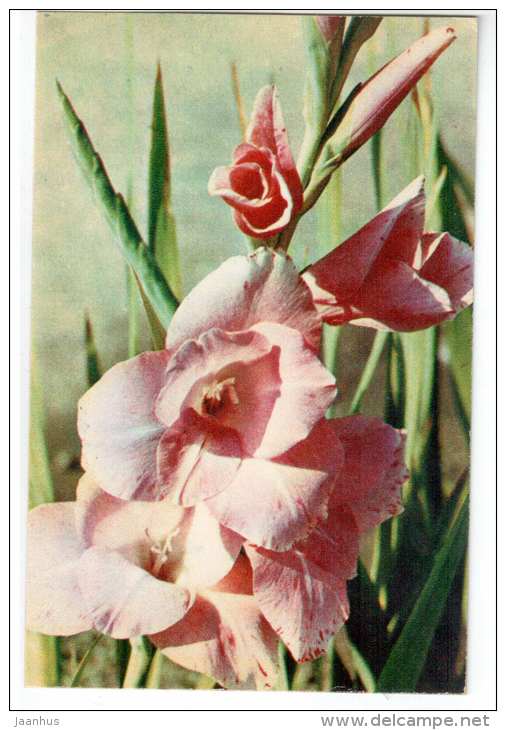 Legend - gladiolus - flowers - 1972 - Russia USSR - unused - JH Postcards