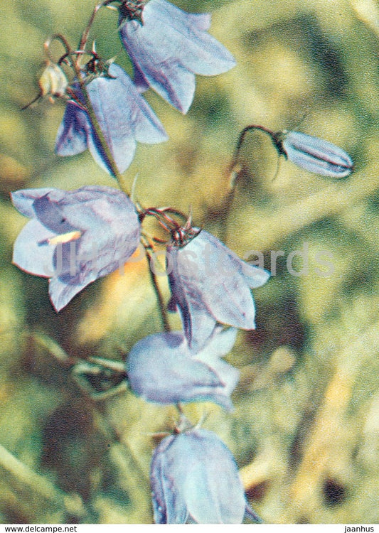 Harebell - Campanula rotundifolia - Wild Flowers - 1971 - Russia USSR - unused - JH Postcards