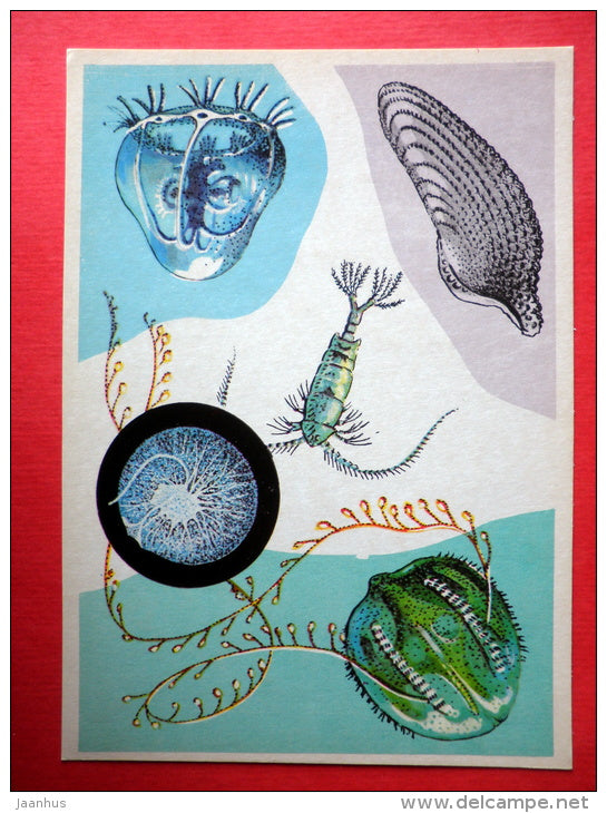 Gooseberry - Rathkea meduse - Pontella - Noctiluca - Marine Life - 1979 - Russia USSR - unused - JH Postcards