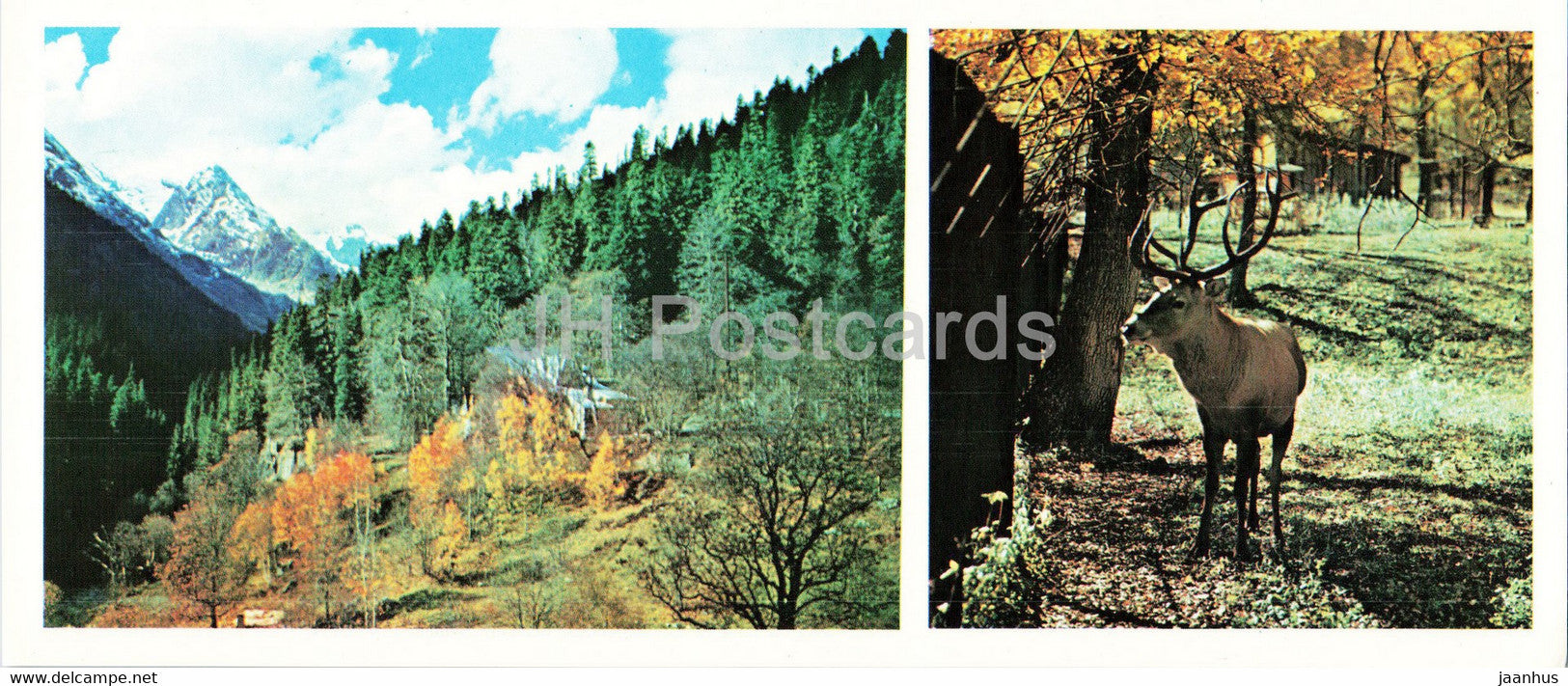 Dombay - Dombai - The gorge of Alibek - Caucasian Royal Deer - animals - 1983 - Russia USSR - unused - JH Postcards