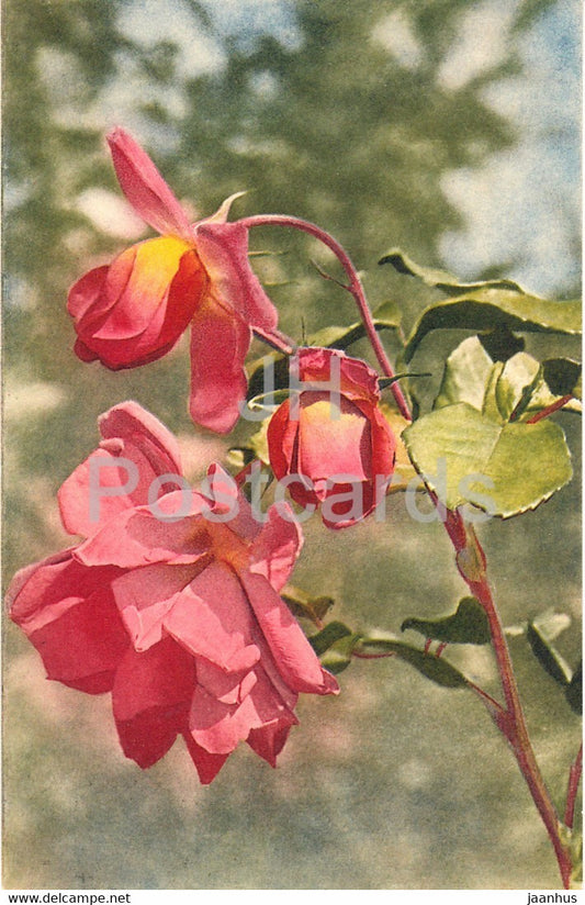 red roses - flowers - old postcard - used - JH Postcards