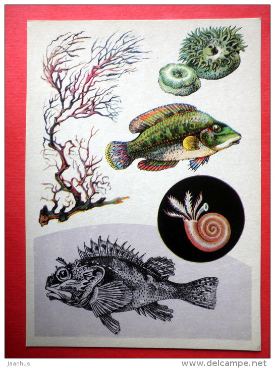 Sea Anemone - Rockfish - Cystoseira - Spirorbis - Marine Life - 1979 - Russia USSR - unused - JH Postcards