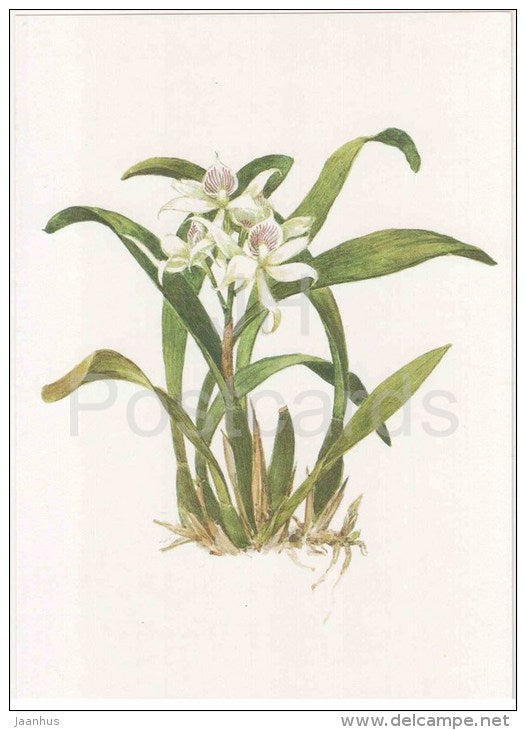 Epidendrum fragrans - orchid - wild flowers - 1988 - Russia USSR - unused - JH Postcards