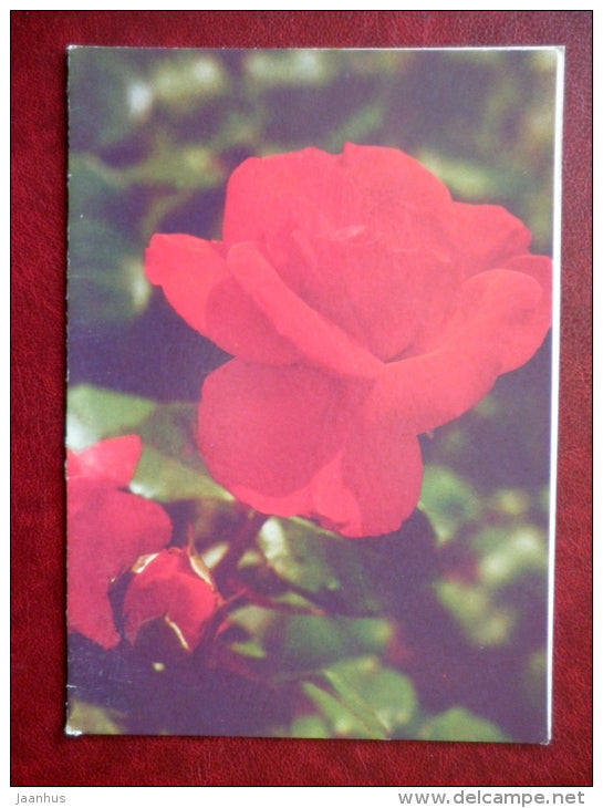 Greeting Card - red rose - flowers - 1988 - Russia USSR - used - JH Postcards