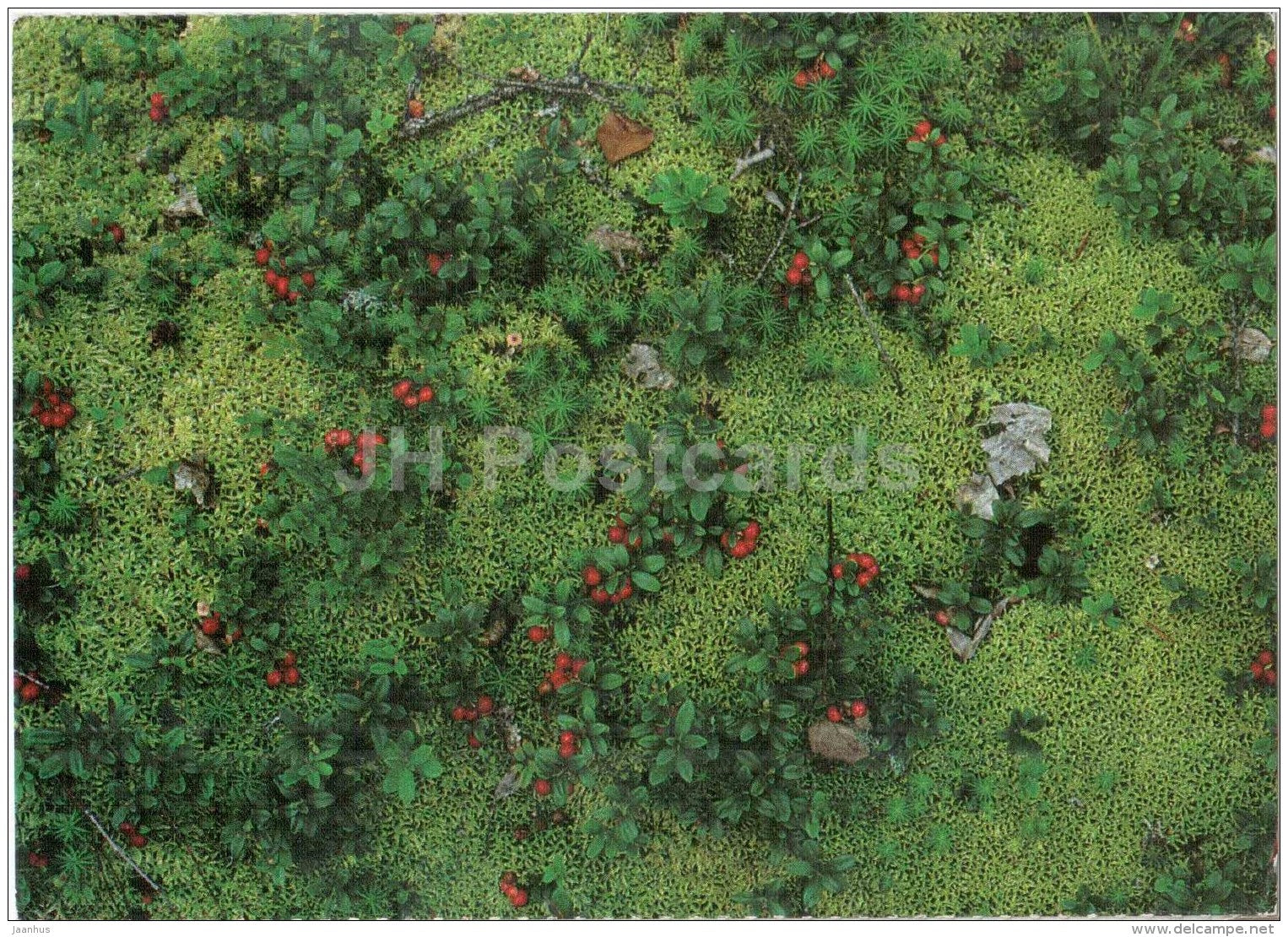 cowberries - moss - Finland - unused - JH Postcards