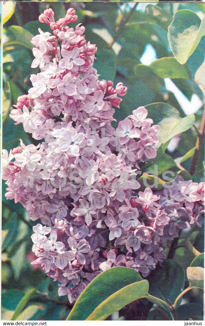 Rennes Jorri Deloges - Lilac - Flowers - 1973 - Russia USSR - unused - JH Postcards