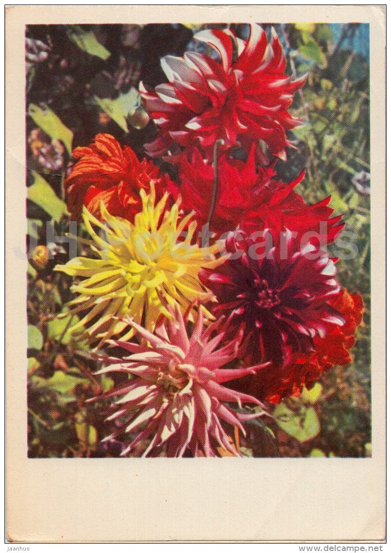 Dahlias - flowers - postal stationery - 1966 - Russia USSR - used - JH Postcards