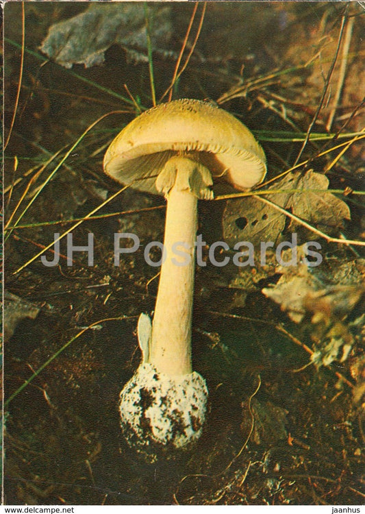 Death cap Mushroom - Amanita phalloides - Mushrooms - 1980 - Russia USSR - unused - JH Postcards