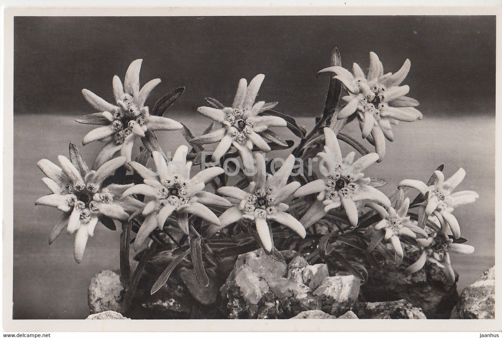 Edelweiss - Leontopodium alpinum - Flowers - Photochromie  4048 - old postcard - 1937 - Switzerland - used - JH Postcards