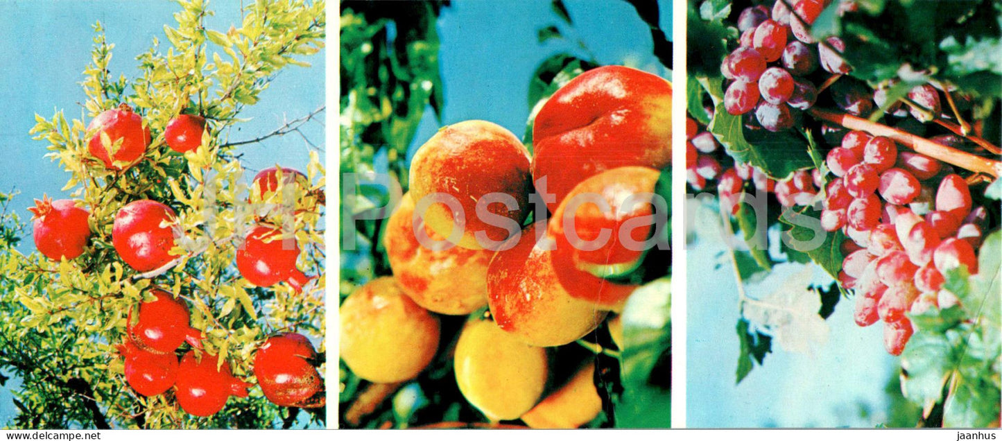 Bounties of Crimean Nature - grape - peach - pomegranate - South Coast of Crimea - 1978 - Ukraine USSR - unused - JH Postcards