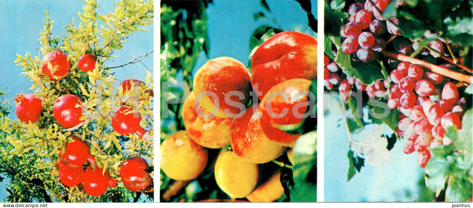 Bounties of Crimean Nature - grape - peach - pomegranate - South Coast of Crimea - 1978 - Ukraine USSR - unused - JH Postcards