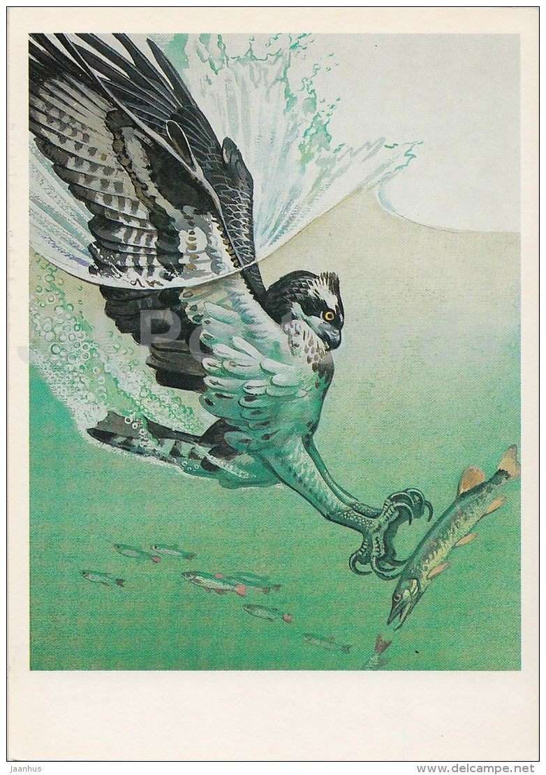 Osprey , Pandion haliaetus - birds - Endangered species - illustration by V. Gorbatov - 1990 - Russia USSR - unused - JH Postcards