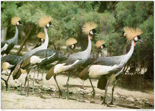 Grey crowned crane - Balearica regulorum - birds - 1986 - Russia USSR - unused - JH Postcards