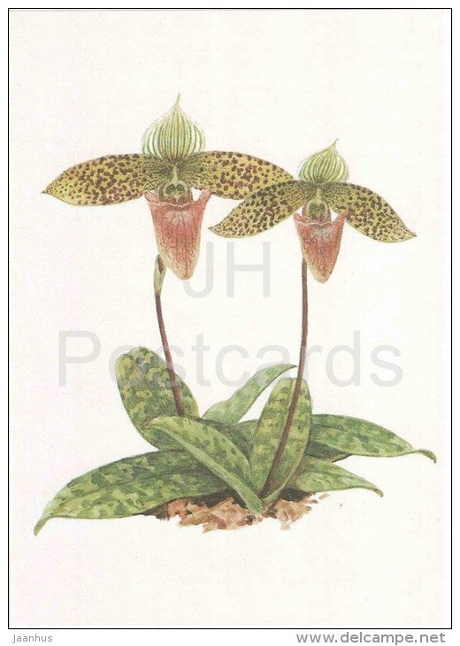 Thai Orchid - Paphiopedilum sukhakulii - orchid - wild flowers - 1988 - Russia USSR - unused - JH Postcards